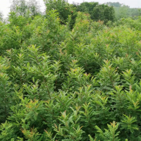 求购米径8公分青香木200－300棵