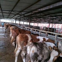 全国肉牛价格 肉牛价格还能上涨吗 肉牛价格今日价一斤多少钱