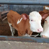 云南肉牛价格新行情   云南肉牛交易市场   云南肉牛品种