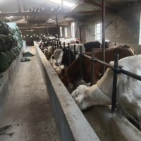 肉牛云南昆明市东川区16.89元/斤