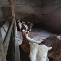 肉牛云南昆明市嵩明县17.37元/斤
