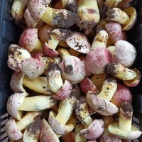 美味牛肝菌云南昆明市盘龙区116.27元/斤