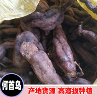 求购何首乌新鲜货