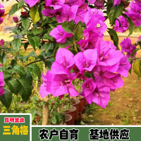 求购中国红三角梅，高度1.8或以上