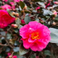 求购8公分梅花