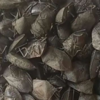 ?大量求购臭屁虫（九香虫）