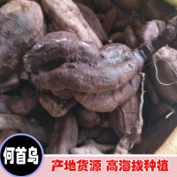 大量收购何首乌