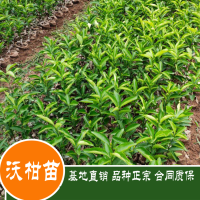 求购沃柑苗