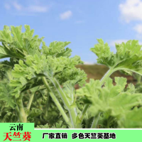 求购天竺葵胸径11公分，2米至2米5分枝，4米5截，冠2米