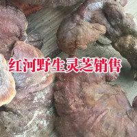 求购红豆杉灵芝