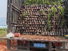 云南曲靖凯特杏子苗 生长条件 销售15087477040