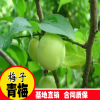 大量收购青梅