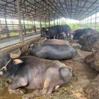 求购30头500kg以上育肥膘情好点能屠宰的水公牛和母牛