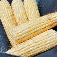求购玉米苗