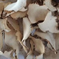 求购棉萆薢干货