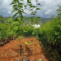 求购米径12分袋苗冬樱花