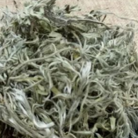 求购白花茵陈