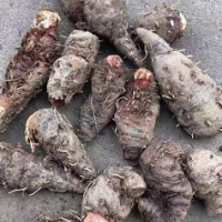 求购地蜂子统货