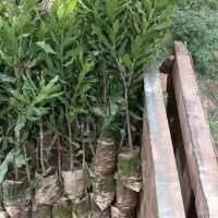 坚果苗怎么种   怎么买坚果苗  怎么育坚果苗