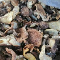 求购头水干蘑菇