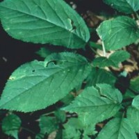 大量求购人参花，西洋参花新旧人参花