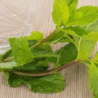 大量收购薄荷