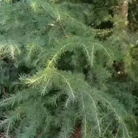求购雪松5棵