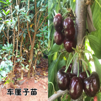 求购车厘子苗200亩数量