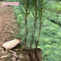 益智片区大量求购松油