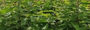 板栗苗的种植方法及时间 板栗苗哪个品种好 板栗薯和红薯的区别