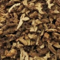 大量求购淫羊藿