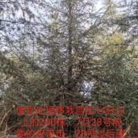 便宜处理移栽雪松14分以上的200株