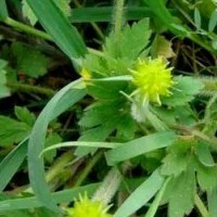 求购猫爪草药厂货3吨，皂刺六吨