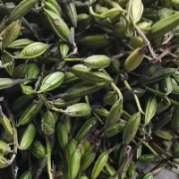 求购毛慈菇
