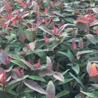 求购红桉树皮