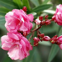 求购1.2米冠，10个以上分枝红花夹竹桃