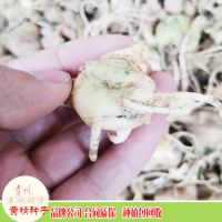 求购黄精