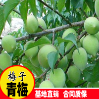 求购青梅苗，地径0.8，数量20万棵