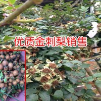 求购刺梨苗