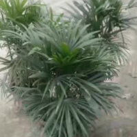 求购云南棕竹三十万根，规格3.0*140mm