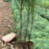 购二一杯1米起步，一米五起步的油松定植苗