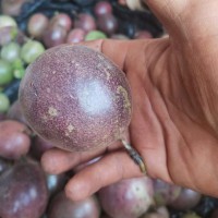 大量求购云南钦蜜9号百香果