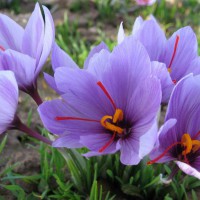 求购藏红花特级花175公斤