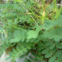 求购黄芪04-06指甲片，数量10吨