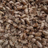 ?大量求购各地区蝉蜕，要求身干无杂