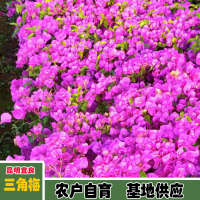 求购40公分叶子花小袋苗要红花