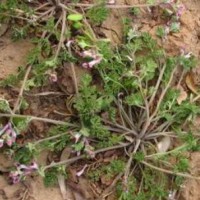 求购新苦地丁籽200斤