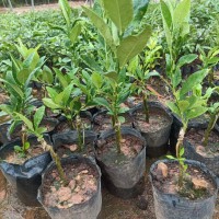 求购袋苗，头径2公分起，高度一米高起，尤力克柠檬3000棵，哈斯牛油果5000棵