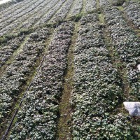 安徽省亳州市芍花堂国药股份有限公司求购草乌2000千克