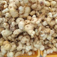?求购600公斤黄精干货食用货